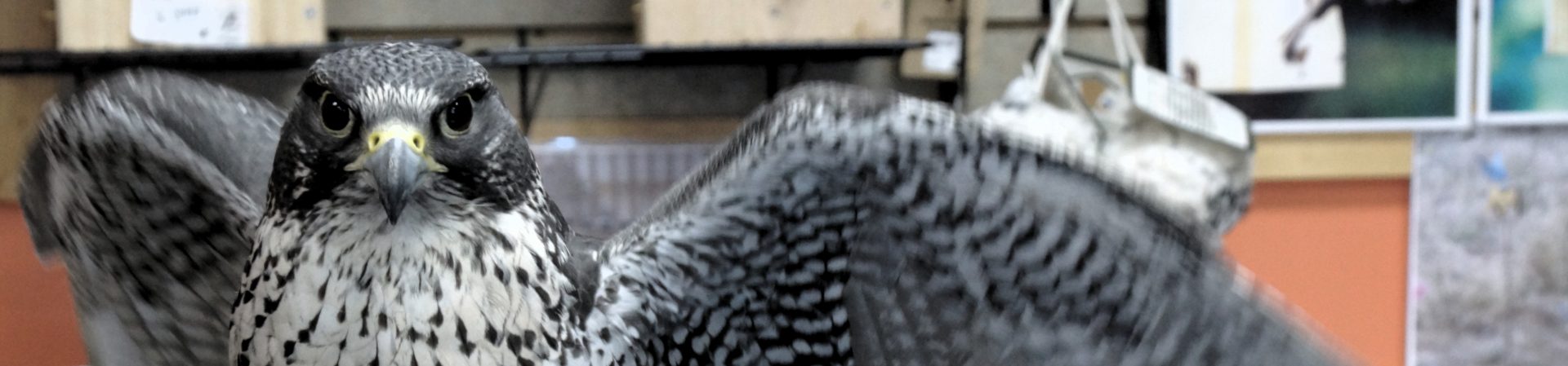 Uncovering Friede Springer Net Worth: The Search Continues